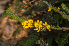 Aotus lanigera