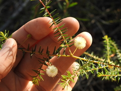 Acacia ulicifolia