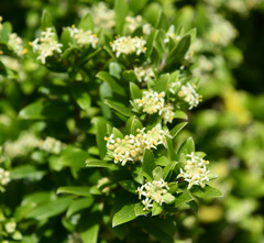 Pimelea clavata