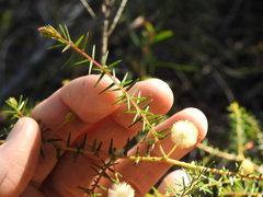 Acacia ulicifolia