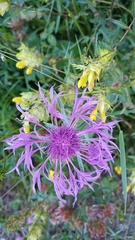 Centaurea uniflora