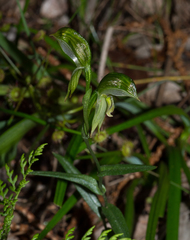 Pterostylis viriosa