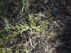 Acacia ulicifolia