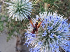 Rhynchium oculatum