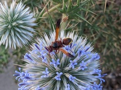 Rhynchium oculatum