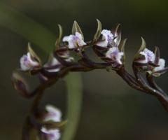 Prasophyllum fimbria
