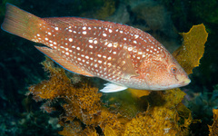 Crimson Banded Wrasse photo 4