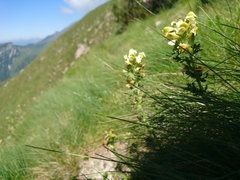 Pedicularis tuberosa