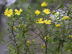 Hibbertia furfuracea