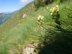 Pedicularis tuberosa