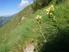 Pedicularis tuberosa