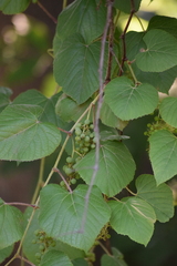 Vitis tiliifolia
