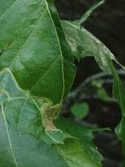 Agromyza alnibetulae