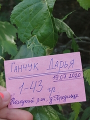 Agromyza alnibetulae