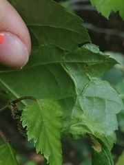 Agromyza alnibetulae