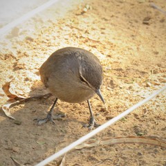 Cercotrichas coryphoeus coryphoeus