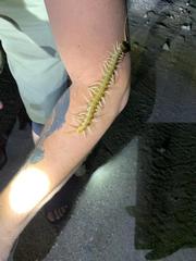 Scolopendra aztecorum