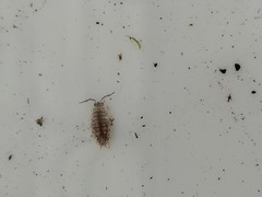 Porcellio scaber