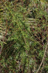Salix mucronata