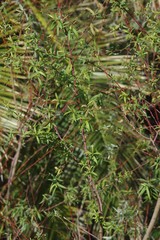 Salix mucronata
