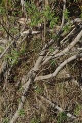 Salix mucronata