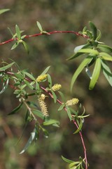 Salix mucronata