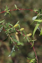 Salix mucronata