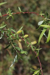 Salix mucronata