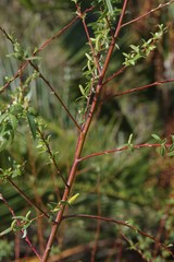 Salix mucronata