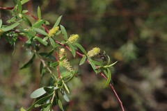 Salix mucronata