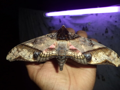 Amplypterus panopus