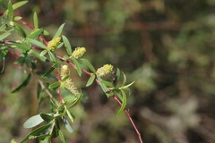 Salix mucronata