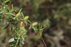 Salix mucronata