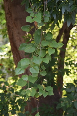 Vitis tiliifolia