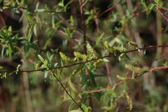 Salix mucronata