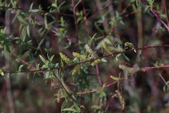 Salix mucronata