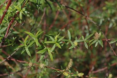 Salix mucronata
