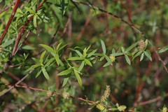 Salix mucronata