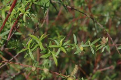 Salix mucronata