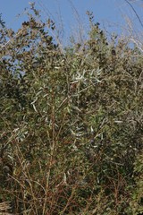 Salix mucronata