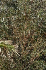 Salix mucronata