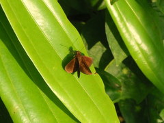 Ancistroides nigrita