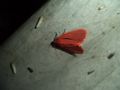 Arctioblepsis rubida