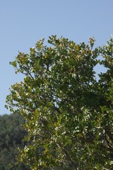 Ptaeroxylon obliquum