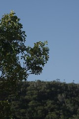 Ptaeroxylon obliquum