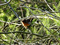 Stipiturus malachurus