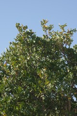Ptaeroxylon obliquum