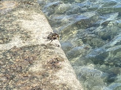 Grapsus tenuicrustatus