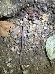 Calliophis intestinalis