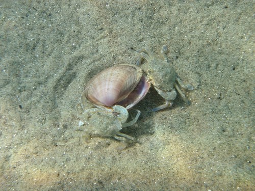 Vernal Crab, photo 4 of 10